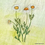 Karikakar kummel taimetikand 1