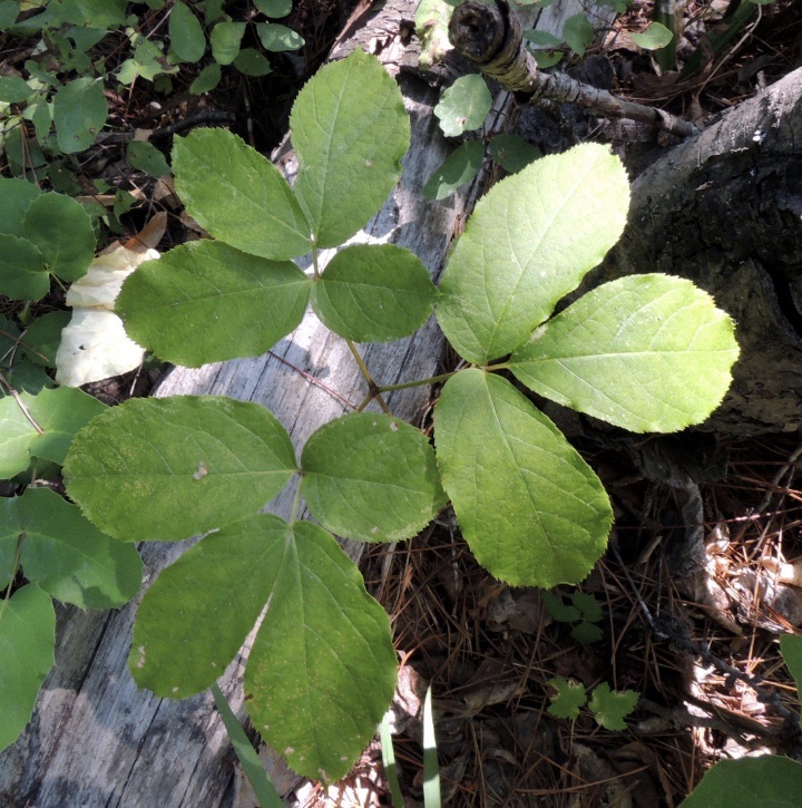 Sarsaparilla Sarsaparilla