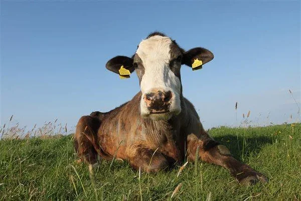 Kuidas Gisela elas üle piimafarmi Kuidas Gisela elas üle piimafarmi