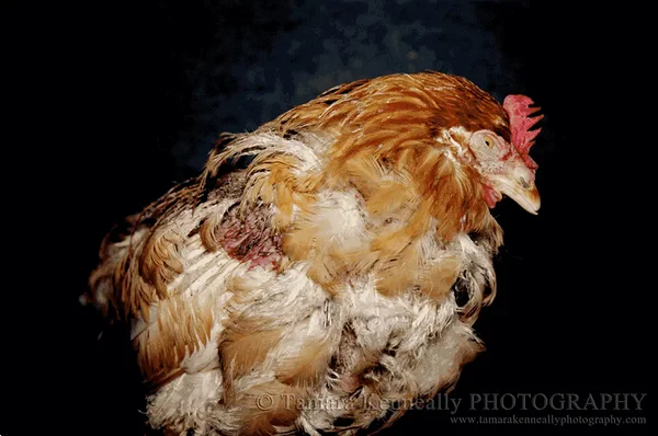 Joani saatus. Elu vabapidamisel Joani saatus. Elu vabapidamisel