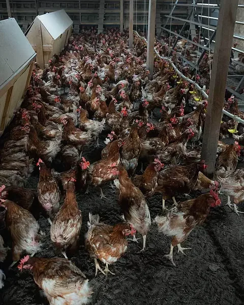 Kuidas veganina „munakanu“ aidata? Kuidas veganina „munakanu“ aidata?