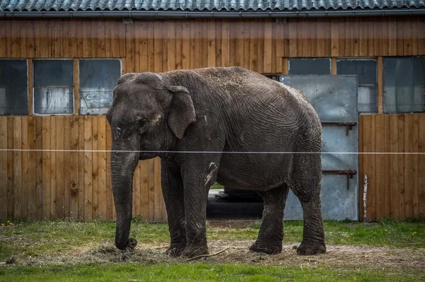 Kõik, mis loomaaedadega valesti on Kõik, mis loomaaedadega valesti on