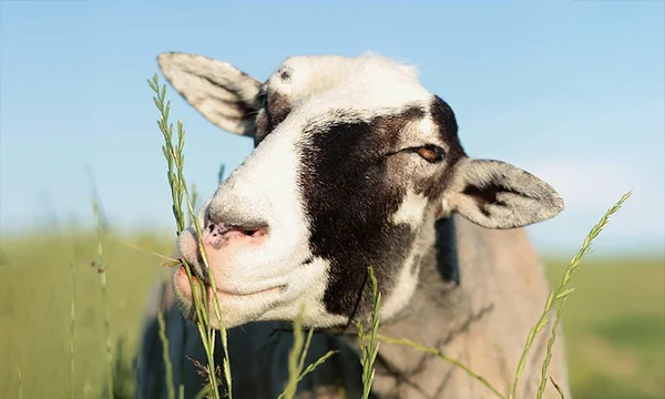 Varjupaikades õpime seda, mida farmid meile õpetada ei suuda Varjupaikades õpime seda, mida farmid meile õpetada ei suuda