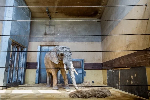 Sõbrad, mitte sulid: kaasus loomaaedade vastu Sõbrad, mitte sulid: kaasus loomaaedade vastu