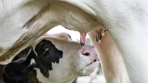 Eesti kõige töökam ema Eesti kõige töökam ema