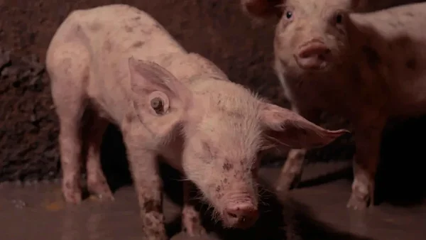 Inglismaa seafarmis filmitud „kujuteldamatute kannatuste” järel nõutakse õiguslike meetmete rakendamist Inglismaa seafarmis filmitud „kujuteldamatute kannatuste” järel nõutakse õiguslike meetmete rakendamist