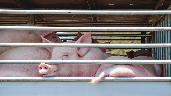 Seakatk ja kaksisoim Seakatk ja kaksisoim