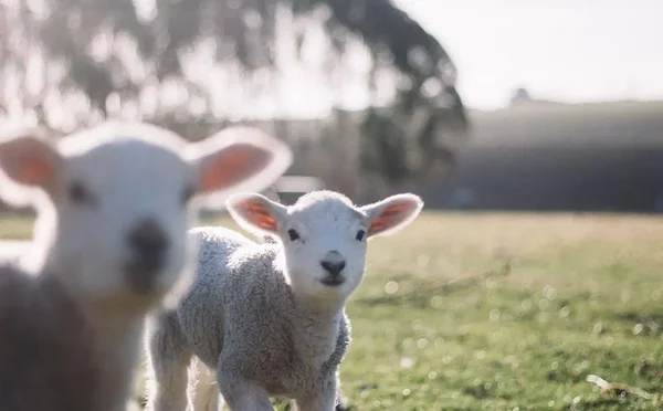Veganlus ei ole diagnoos Veganlus ei ole diagnoos