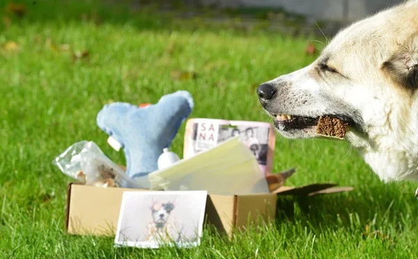 dog treats box, koeramaiused dog treats box, koeramaiused