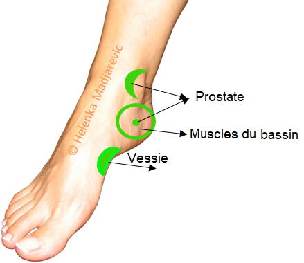 pied-réflexologie-vessie-muscles-bassin-prostate
