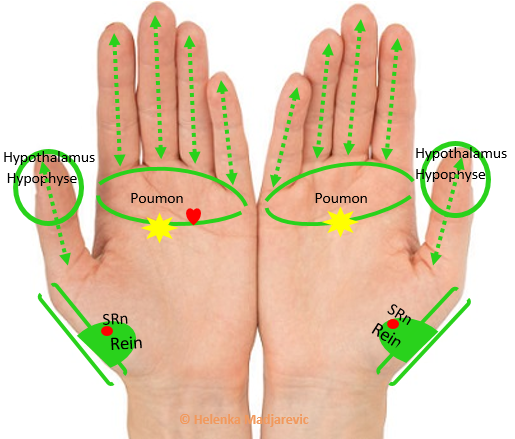 mains-palmaire-réflexologie-doigts-coussinet