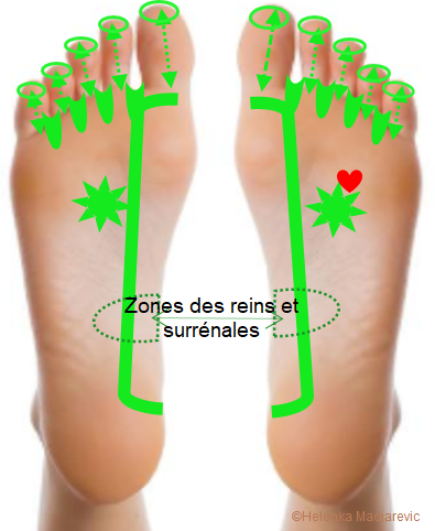 pieds-plantaire-orteils-cerveau-ganglions-colonne-vertébrale-plexus-solaire-coeur-reins