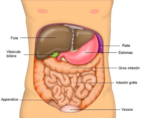 Schéma du contenu de l'abdomen humain- Système-digestif