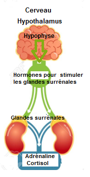 Schéma-axe hypothalamus-hypophyse-surrénale