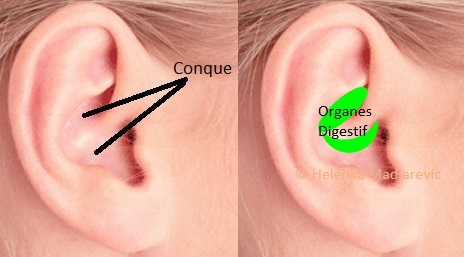 reflexologie-oreille