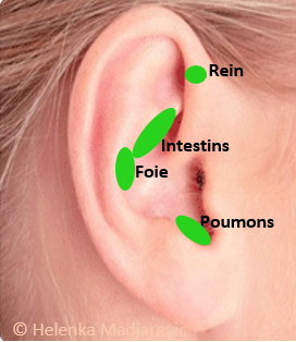 oreille-zones réflexes poumons, foie, intestins, reins.