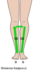 jambes-zones réflexes gros intestin