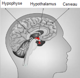 graphique-cerveau-hypophyse-hypothalamus