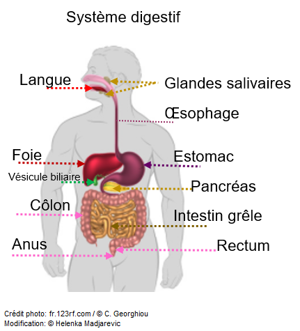 schéma-système-digestif