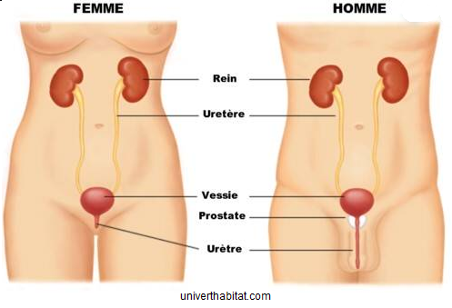 graphique-système-urinaire-femme-homme