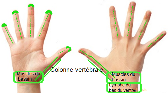 main-palmaire-dorsale-doigts-cerveau-muscles-bassin-lymphe-poignet-colonne-vertébrale