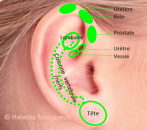 oreille-vessie-urètre-uretère-rein-prostate-colonne-vertébrale