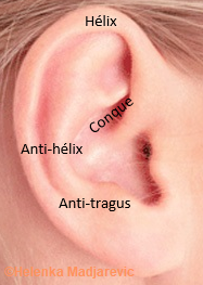 parties-oreilles-externe