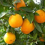 Apelsin, orange