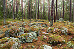 Käsmu nature and culture historical trail