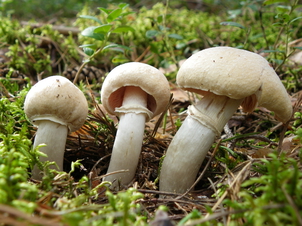 Горькушка – описание гриба, фото и видео
