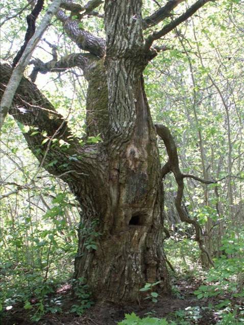 Вековое дерево в дубовой роще Михкли в Пярнумаа, использованное в качестве улья. Фотография: Юрген Кусмин 