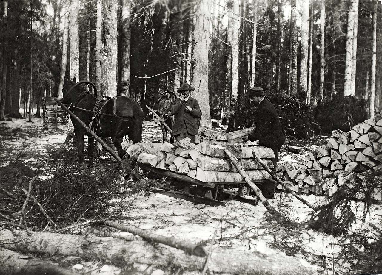 Погрузка дров в 1913 году. Музей эстонского народа Fk 213 238