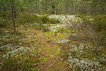 Paukjärve nature trail - reindeer lichen