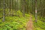 Peräjärve forest trail