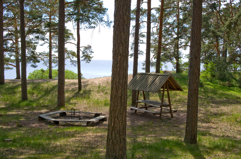 Место для установки палаток в прибрежном лесу Каукси
