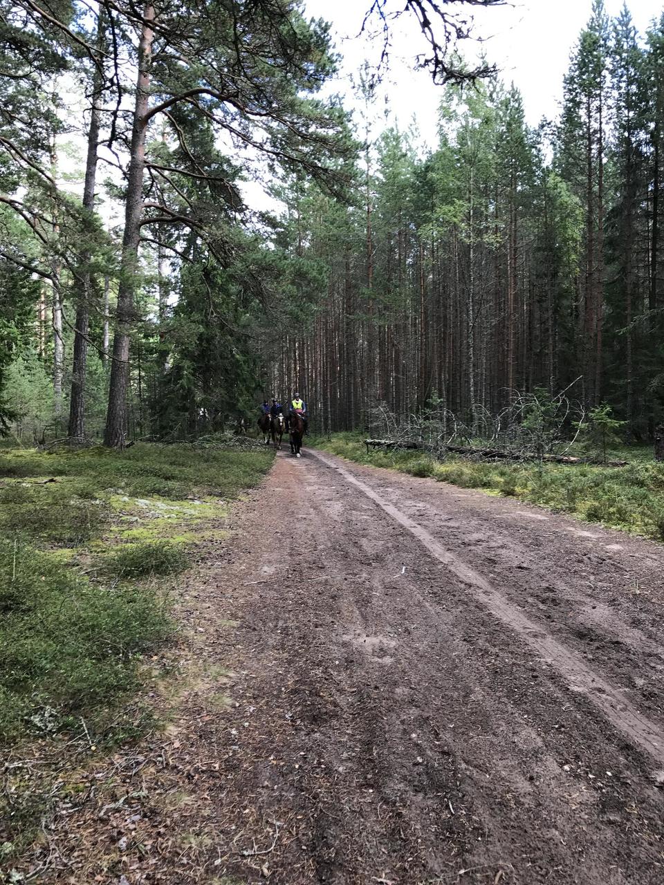 Muinastulede öö seiklusrännak Vainupeal 2017 / foto: Kadi Ummik