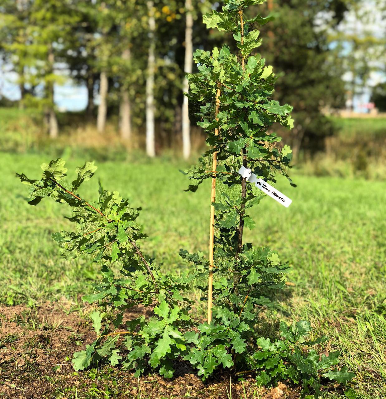 Puude istutamine 2018