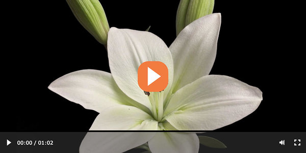 Paused video including a frame of a flower in HD
