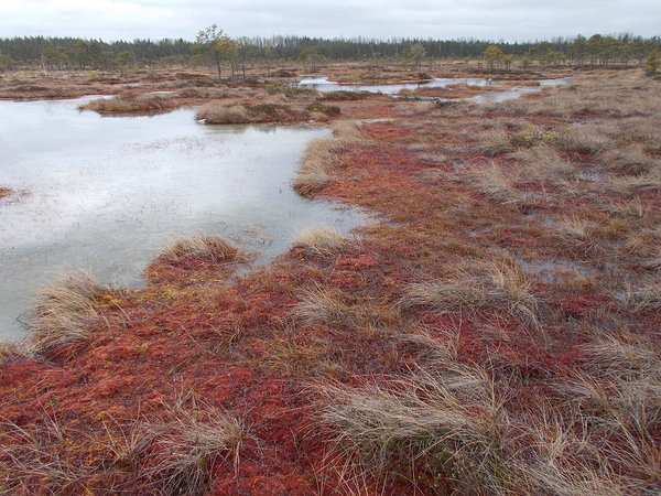 Sea of red moss in February 2016. Photo: Ingeborg Entrop