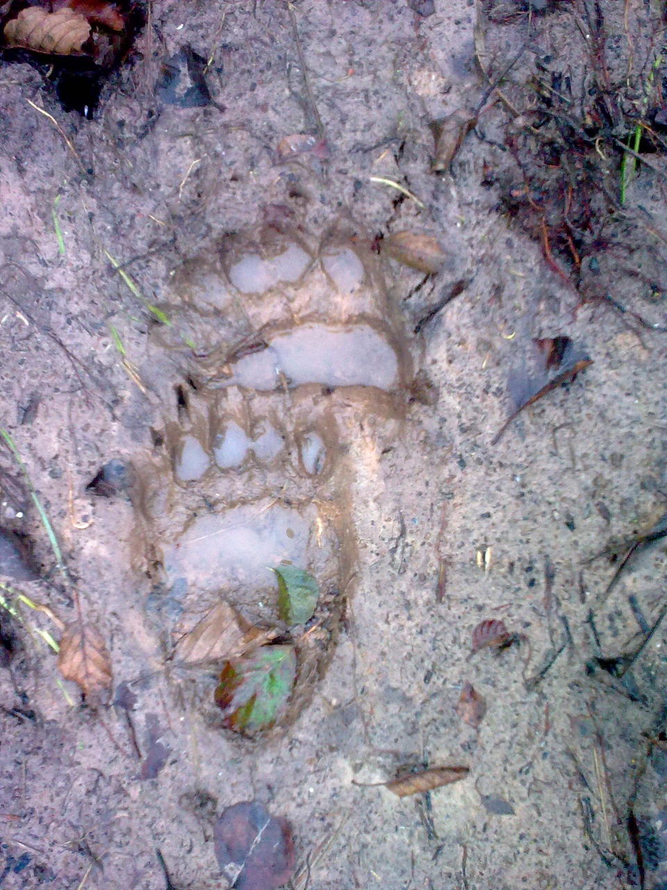 karu käpajäljed 2013 aastal kaevatud elektritrassi pervel