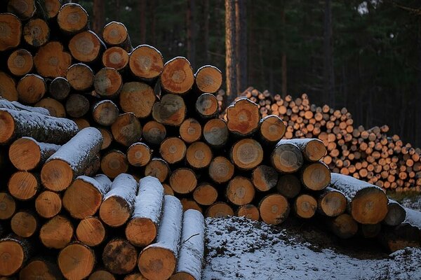 Metsamajandamine. Foto: Katre Liiv