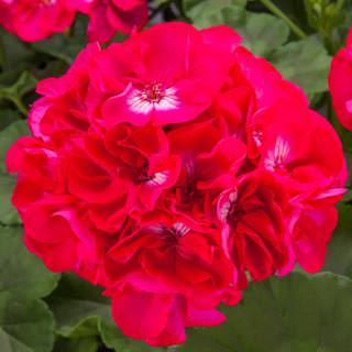 ‘L Hot Rose’