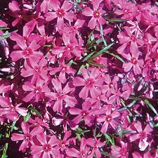 'Atropurpurea' 'Atropurpurea'