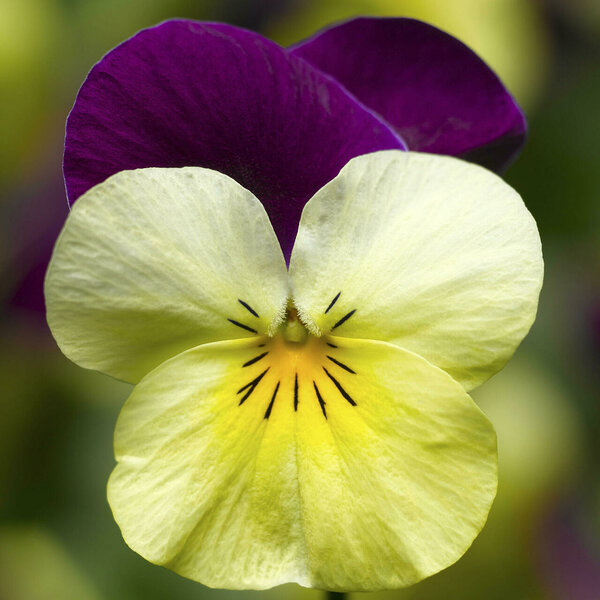 'Yellow with Purple Wing'