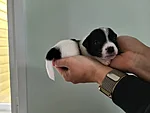 Romeo