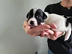 Romeo