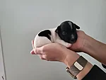 Rocky