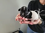 Rocky