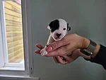 Ruby