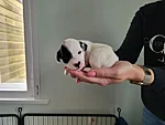 Ruby